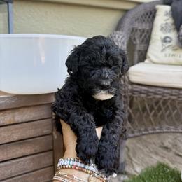 Girl 3 - Black female Portuguese Water Dog puppy in California from Lukos Portuguese Water Dogs