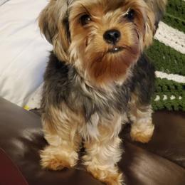 Yorkshire Terrier Puppies from Scott And Tammy's Lil Yorkies