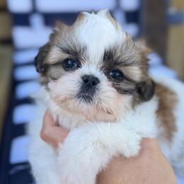 Major - Red and white male Shih Tzu puppy in Albany, New York from Best Friend Shih Tzu Co.