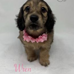 Wren - Cream female Dachshund puppy in Pulaski, Tennessee from Billboard Doxies