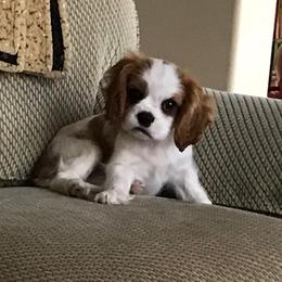 Cavalier King Charles Spaniel Puppies from Jina Ezell