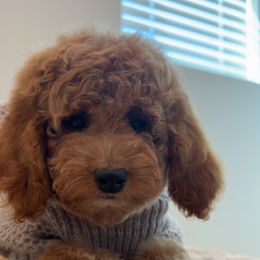 Chai Bear - Cream female Goldendoodle puppy in Anaheim, California from Cuddle Bear Doodles