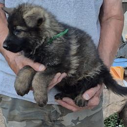 Green Boy 4 - Sable male German Shepherd puppy in Lake George, Colorado from High Country German Shepherds