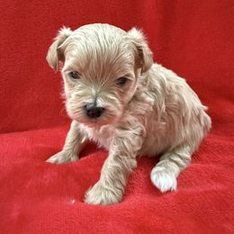 Molly - Cafe au lait female Maltipoo puppy in Fredericksburg, Ohio from Edna Keim