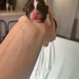 Girl 2 - Liver and white female Shih Tzu puppy in Dallas, Texas from Almost Heaven Shih Tzu