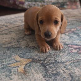 Dachshund Puppies from Queen City Sausage Dogs