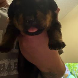 Blue boy - Black and mahogany male Rottweiler puppy in Colorado Springs, Colorado from Von Locher Rotties