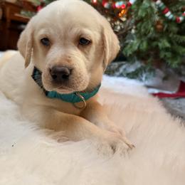 Teal - Yellow male Labrador Retriever puppy in Mission Viejo, California from Loving Puppy House