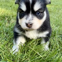 Guppy - Black and white female Pomsky puppy in Auburn, Washington from Periwinkle Pomskies