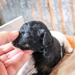 Poodle Puppies from BC’s Poodles on the Mountain