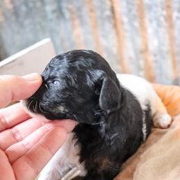 Poodle Puppies from BC’s Poodles on the Mountain