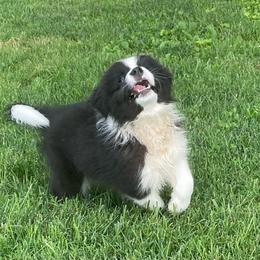 Silks - Black and white female Border Collie puppy in Olney, Illinois from Heronwood Border Collies