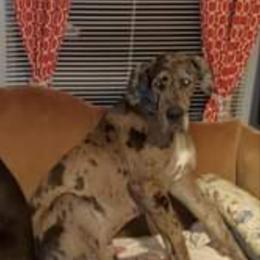 Apollo - Great Dane