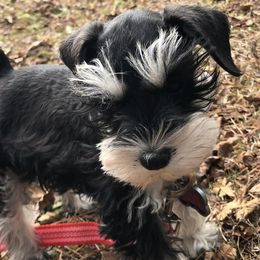 Miniature Schnauzers from Morgan Schnauzer Puppies