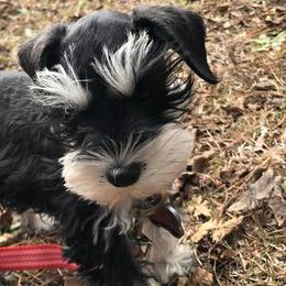Miniature Schnauzers from Morgan Schnauzer Puppies
