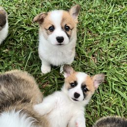 Miniature Australian Shepherd and Pembroke Welsh Corgi Puppies from Fluffy Butt Acres