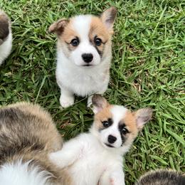 Miniature Australian Shepherd and Pembroke Welsh Corgi Puppies from Fluffy Butt Acres