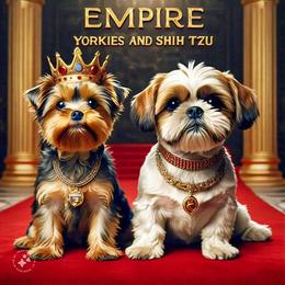 Shih Tzu and Yorkshire Terrier All Grown Up from Empire Yorkies