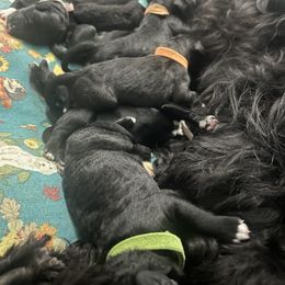 Light Pink Collar Girl 1 - Black and white female Portuguese Water Dog puppy in Ocala, Florida from Aguas De Seda PWD