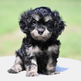 Vivian - Black and tan female Cavapoo puppy in Lawton, Oklahoma from Lindsey’s Cavies