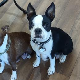 Boston Terriers from Lehi Valley Boston Terriers