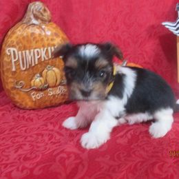 Yorkshire Terrier Puppies from Grandma's Yorkie Cottage