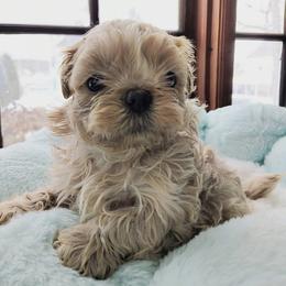 Freddy - Cream and white male Shih Tzu puppy in Kane, Pennsylvania from Pumpkin Patch Imperial Shih Tzus
