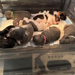 French Bulldog Puppies from Puget Sound Frenchies