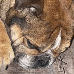 Pablo - Bulldog