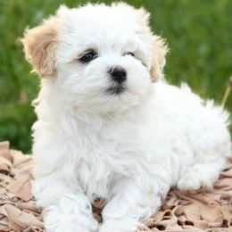 Havanese Puppies from EClair's Havanese and Westies