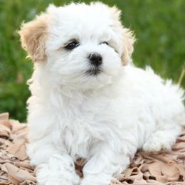 Havanese Puppies from EClair's Havanese and Westies