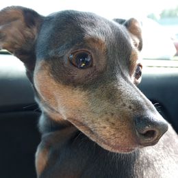 Clara Belle - Miniature Pinscher