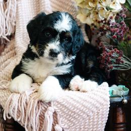 Mariposa - Tri-color female Bernedoodle puppy in Grove, Oklahoma from Grand Lake Poodles & Doodles