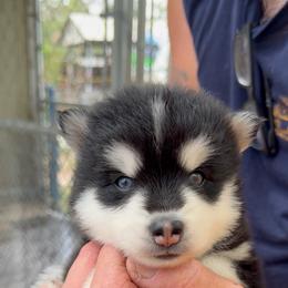 Jack - Black and white male Pomsky puppy in Spring Hill, Florida from PDQ Pomskies