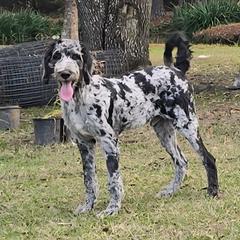 Flint - Merle male Irish Doodle puppy in Bonifay, Florida from Heavenly Poodles