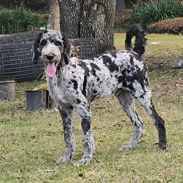 Flint - Merle male Irish Doodle puppy in Bonifay, Florida from Heavenly Poodles