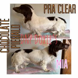 Mia - Dachshund