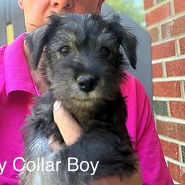 Gray Collar Boy - Salt and pepper male Miniature Schnauzer puppy in Kansas City, Kansas from Daniel Morlan