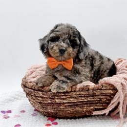 Toby - Blue merle male Bernedoodle puppy in Statesville, North Carolina from Doodle Babies