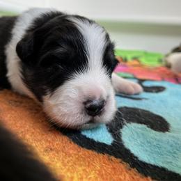 Australian Shepherd Puppies from Cooper Ridge Aussies