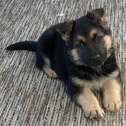 German Shepherd Puppies from Klein Bauernhof German Shepherds