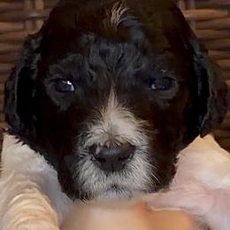Briar - Parti male Goldendoodle puppy in Wake Forest, North Carolina from Wake Forest Darling Doodles