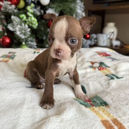 Finn - Red male Boston Terrier puppy in Kentucky from Graceful Paws