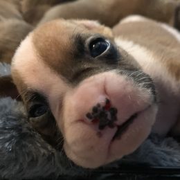 Boy 5 - Fawn Boxer puppy in Jupiter, Florida from CJM Boston and Boxer Puppies