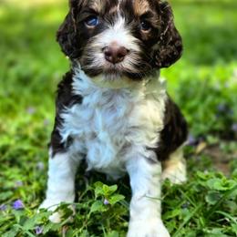 Snickers ( Choco Tri) - Brown white and tan male Cockapoo puppy in Dayton, Ohio from BATDOGSNDOODLES