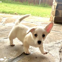 Sky - Red and white male Cardigan Welsh Corgi puppy in Princeton, Texas from Fable Cardigan Welsh Corgis