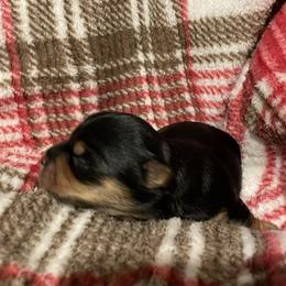 Ally - Black and tan female Yorkshire Terrier puppy in Taylorsville, North Carolina from Mountain Top Hot Tailz