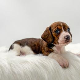 Britty - Brindle female Dachshund puppy in Litchfield, Illinois from Charmm Dachshunds