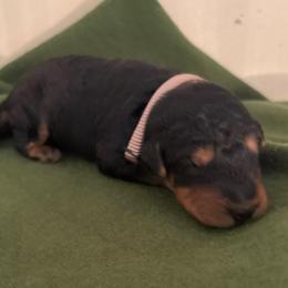 Mr Brown - Black and tan male Airedale Terrier puppy in Huntersville, North Carolina from Cool Hand Luke Kennels