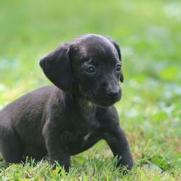 Dolly - Black female Dachshund puppy in Greenup, Kentucky from Tygart Creek Dachshunds